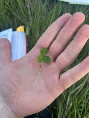 white clover