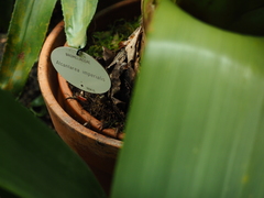 Alcantarea imperialis