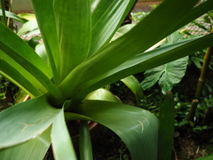 Alcantarea imperialis
