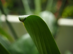 Alcantarea imperialis