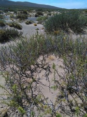 Prosopis denudans