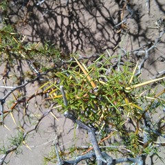 Prosopis denudans
