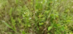 Spermolepis divaricata