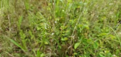 Spermolepis divaricata
