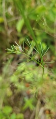 Spermolepis divaricata