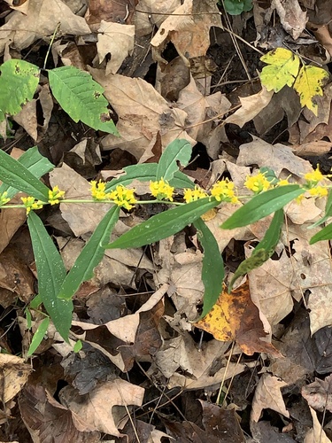 bluestem goldenrod