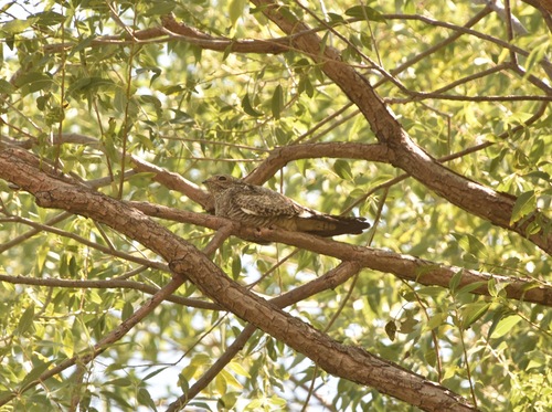 Common Nighthawk