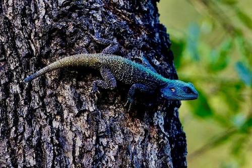 Southern Tree Agama