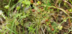 Spermolepis divaricata