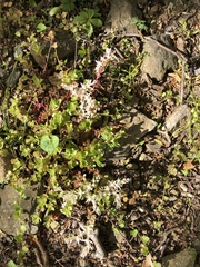 Sedum ternatum