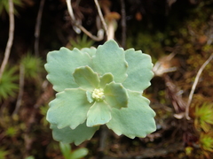 Phedimus subcapitatum