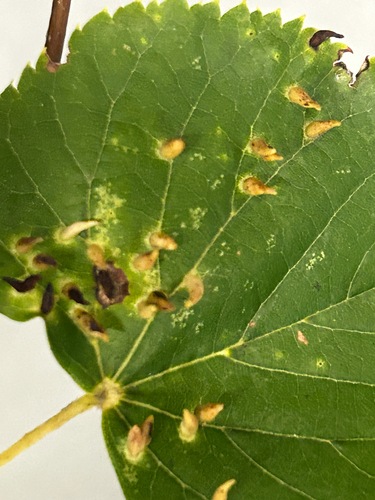 Red Nail Gall Mite