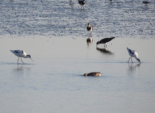 Pied Avocet