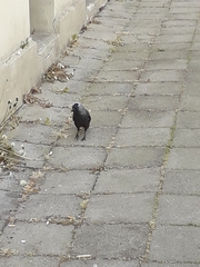 Corvus monedula