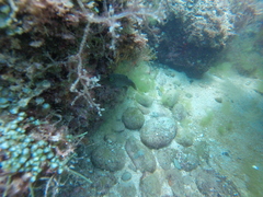 Canthigaster punctatissima