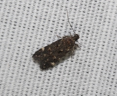 Chionodes lophosella