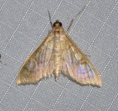 Psara dryalis