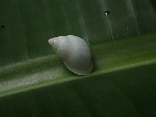 Partula hyalina observed 2026-09-15