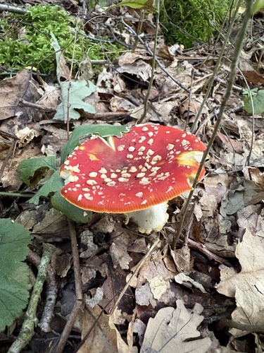 Fly Agaric