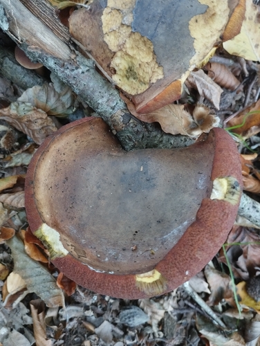 Dotted Stem Bolete