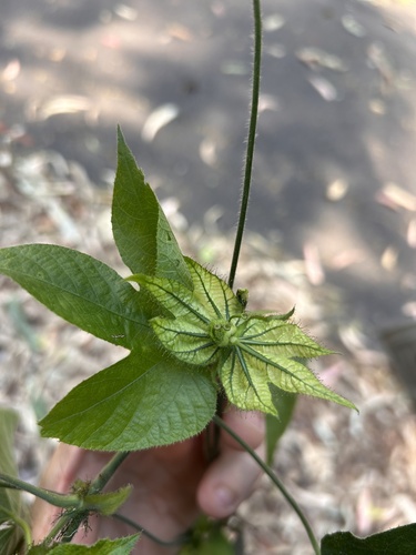 Dalechampia observed 2026-09-29
