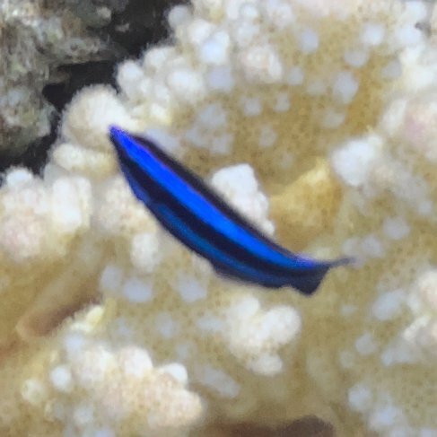 Larabicus quadrilineatus observed 2026-09-23