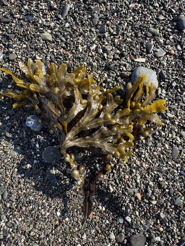 bladder wrack