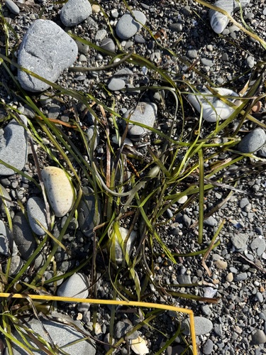 Eelgrass
