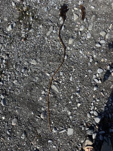 Sugar Kelp