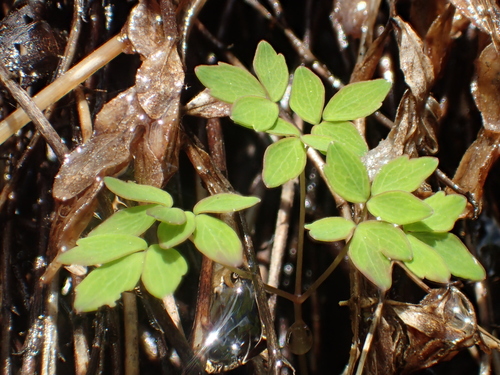 Image of Thalictrum urbainii by no rights reserved