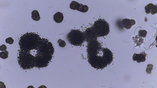 Microcystis aeruginosa observed 2026-09-29