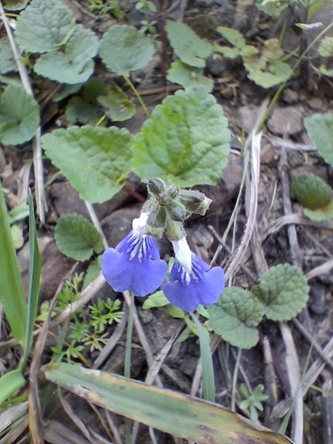 Salvia procurrens