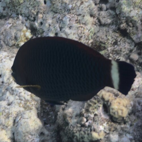 Pseudodax moluccanus observed 2026-09-23