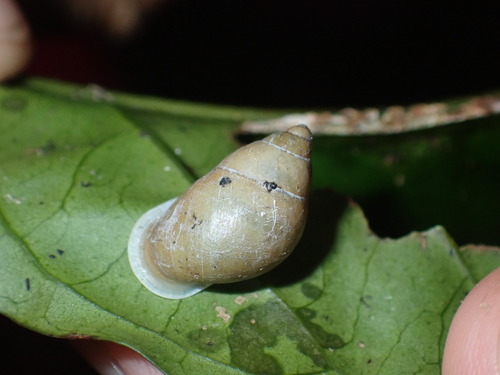Partula taeniata observed 2026-09-17