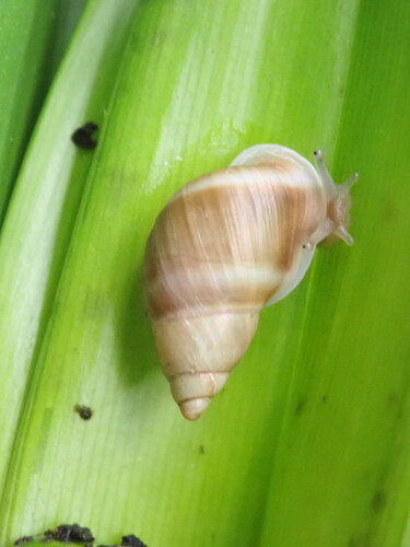 Partula taeniata observed 2026-09-18