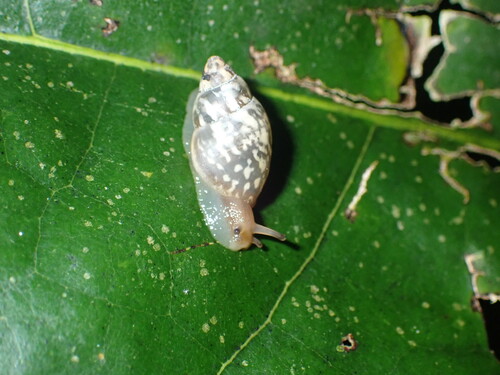 Partula observed 2026-09-18