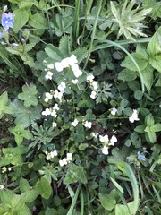 Arabidopsis halleri