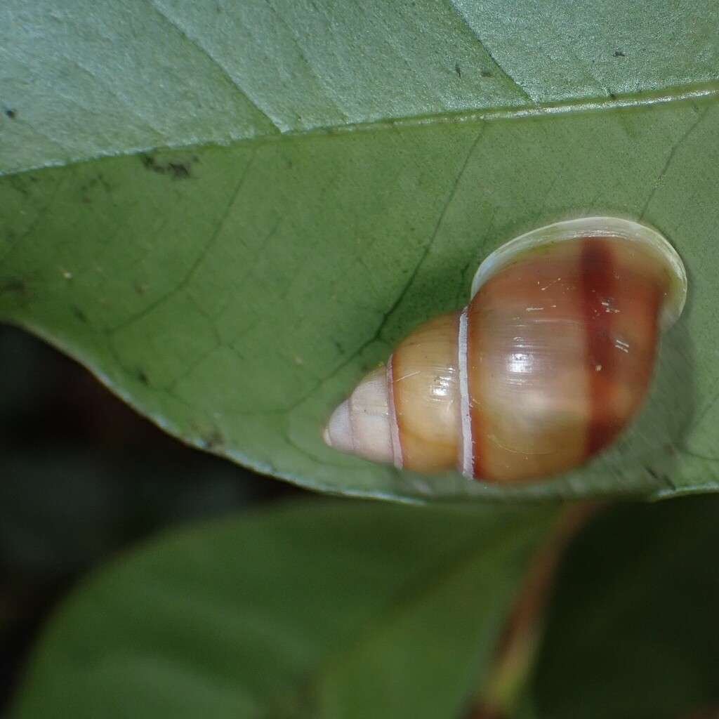 Perverse Tahitian Partula