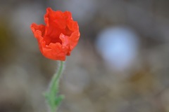 Papaver humile