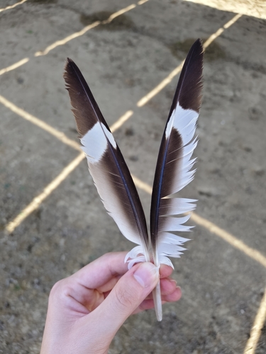 Plume de Œdicnème criard