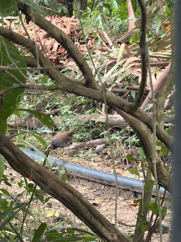 Gallirallus torquatus observed 2026-09-29