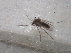 Chironomidae