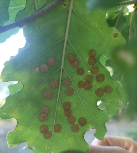 Common Spangle Gall Wasp