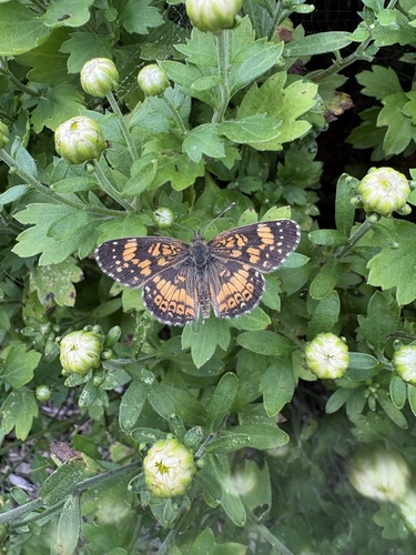 Gorgone Checkerspot