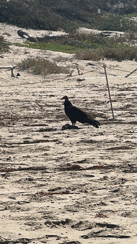 iNaturalist observation photo of Turkey Vulture
