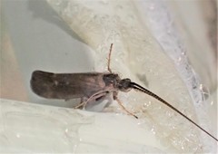 Limnephilus sparsus
