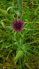 Tragopogon porrifolius