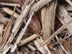 Opisthoplatia orientalis