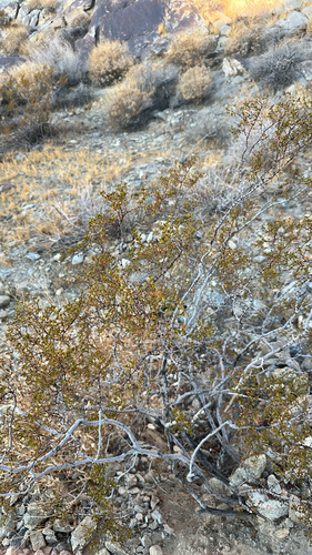 Creosote Bush