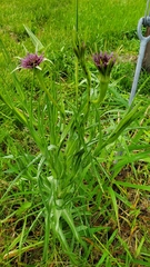 Tragopogon porrifolius